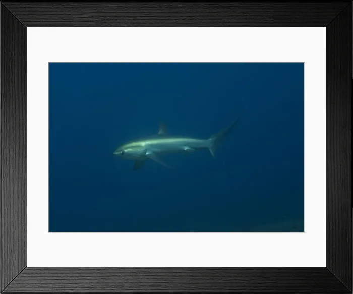 Framed Print : Thresher Shark swimming in the Sea of the Philippines Framed Print : Thresher Shark swimming in the Sea of the Philippines
