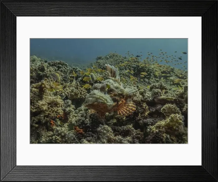 Framed Print : Fish swim in the Sea of the Philippines Framed Print : Fish swim in the Sea of the Philippines