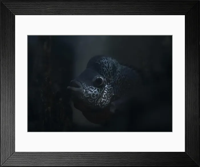 Framed Print : Close-up of a fish with distinctive black and white scales on its face Framed Print : Close-up of a fish with distinctive black and white scales on its face
