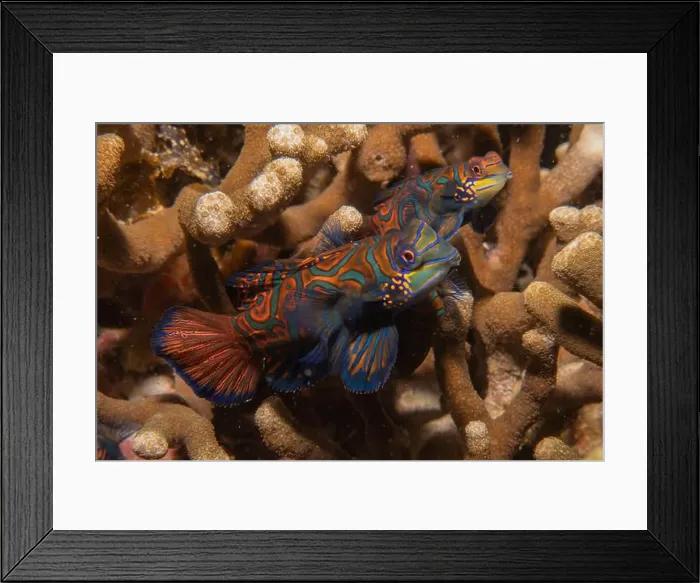 Framed Print : Mandarin fish swim in the Sea of the Philippines Framed Print : Mandarin fish swim in the Sea of the Philippines