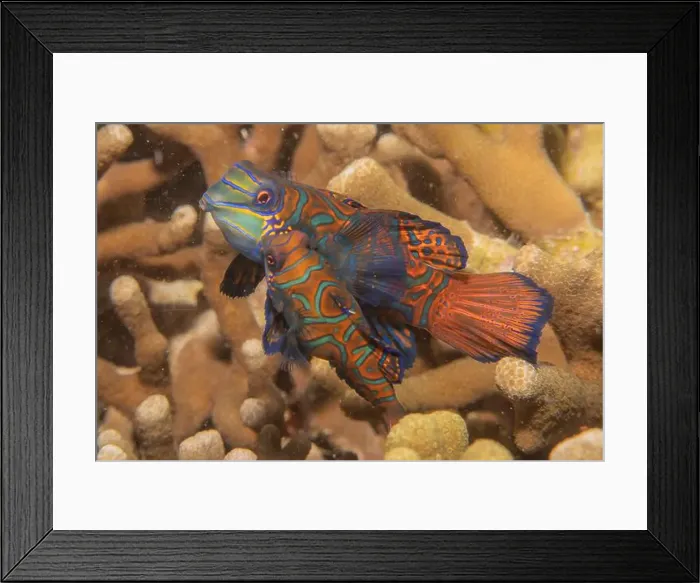 Framed Print : Mandarin fish swim in the Sea of the Philippines