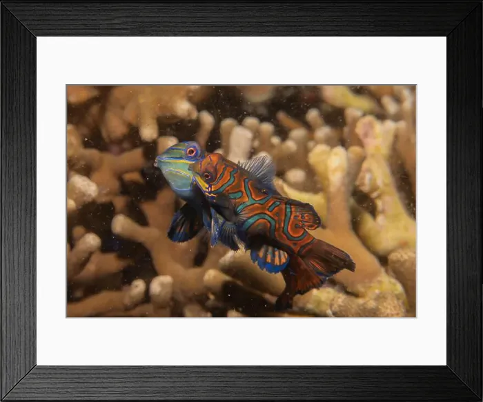 Framed Print : Mandarin fish swim in the Sea of the Philippines