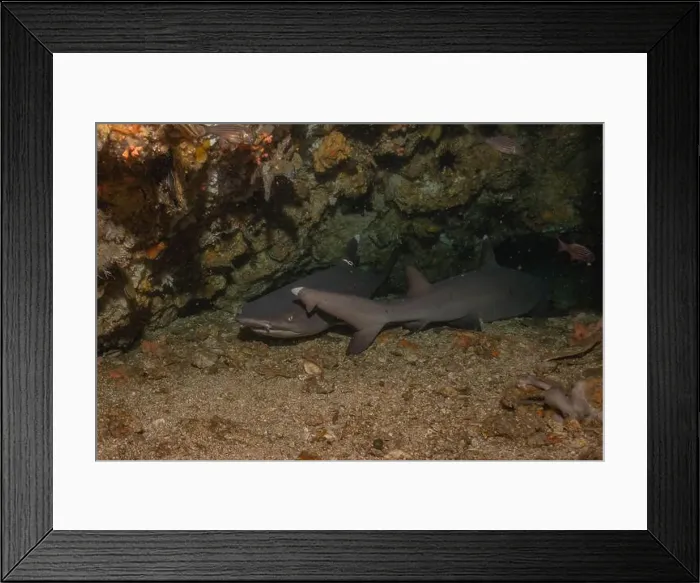 Framed Print : Thresher Shark swimming in the Sea of the Philippines Framed Print : Thresher Shark swimming in the Sea of the Philippines
