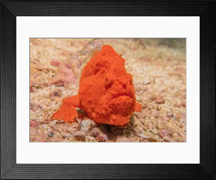 Framed Print : Fish swim in the Sea of the Philippines Framed Print : Fish swim in the Sea of the Philippines