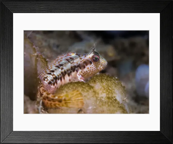 Framed Print : A Ringneck Blenny fish (Parablennius pilicornis) perched on the reef Framed Print : A Ringneck Blenny fish (Parablennius pilicornis) perched on the reef