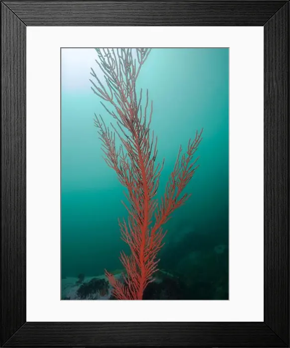 Framed Print : A tall growing Palmate sea fan (Leptogoria palma) bright orange color with turquoise background Framed Print : A tall growing Palmate sea fan (Leptogoria palma) bright orange color with turquoise background