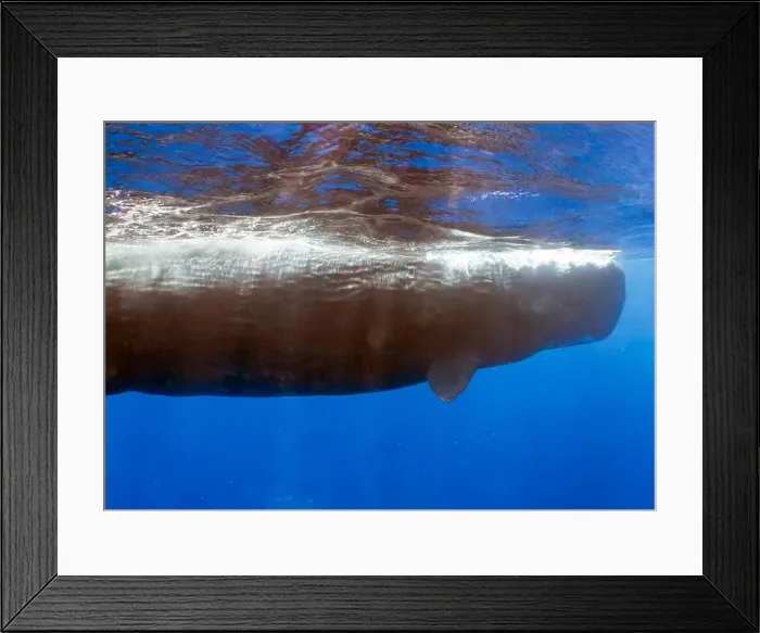 Framed Print : An adult Sperm Whale (Physeter macrocephalus) in the Caribbean Sea Framed Print : An adult Sperm Whale (Physeter macrocephalus) in the Caribbean Sea