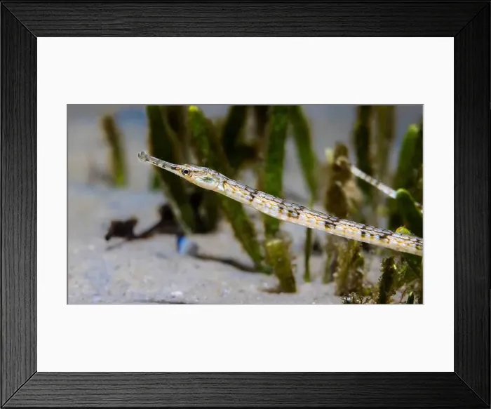 Framed Print : A brown color Longsnout pipefish (Syngnathus temminckii) on the ocean floor sand Framed Print : A brown color Longsnout pipefish (Syngnathus temminckii) on the ocean floor sand
