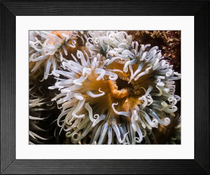 Framed Print : Closeup of a Striped anemone underwater with light yellow body and white tentacles Framed Print : Closeup of a Striped anemone underwater with light yellow body and white tentacles