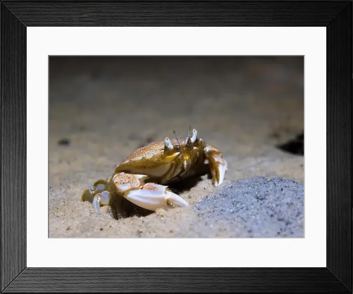 Framed Print : A Three-spot swimming crab (Ovalipes trimaculatus) on the ocean floor Framed Print : A Three-spot swimming crab (Ovalipes trimaculatus) on the ocean floor