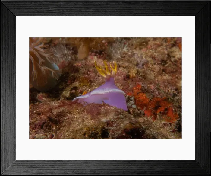 Framed Print : Sea slug in the Sea of the Philippines Framed Print : Sea slug in the Sea of the Philippines