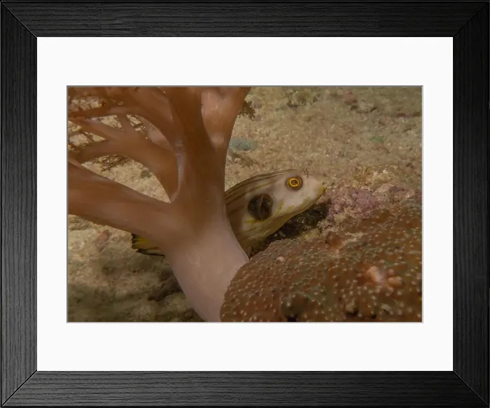 Framed Print : Fish swim in the Sea of the Philippines Framed Print : Fish swim in the Sea of the Philippines