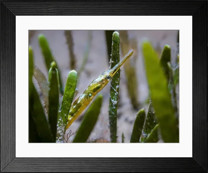 Framed Print : Macro photo of a green Longsnout pipefish (Syngnathus temminckii) hiding in the seagrass Framed Print : Macro photo of a green Longsnout pipefish (Syngnathus temminckii) hiding in the seagrass