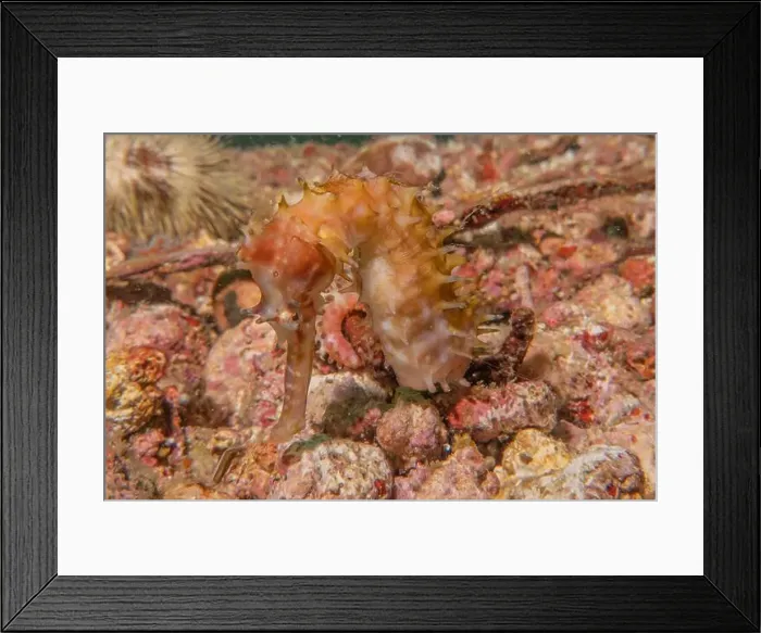 Framed Print : Sea Horse in the Sea of the Philippines Framed Print : Sea Horse in the Sea of the Philippines