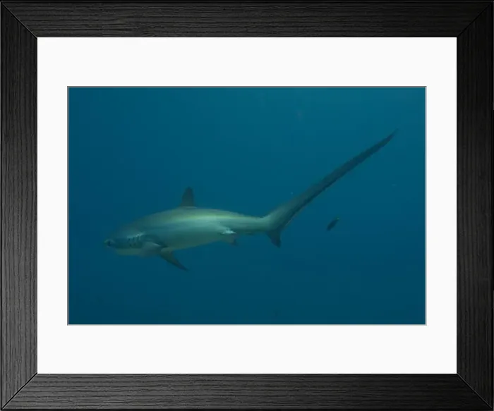 Framed Print : Thresher Shark swimming in the Sea of the Philippines Framed Print : Thresher Shark swimming in the Sea of the Philippines