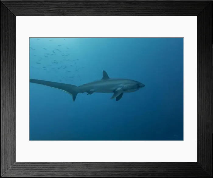 Framed Print : Thresher Shark swimming in the Sea of the Philippines Framed Print : Thresher Shark swimming in the Sea of the Philippines