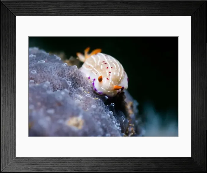 Framed Print : Cape dorid (Hypselodoris capensis) eating a sponge on the reef Framed Print : Cape dorid (Hypselodoris capensis) eating a sponge on the reef