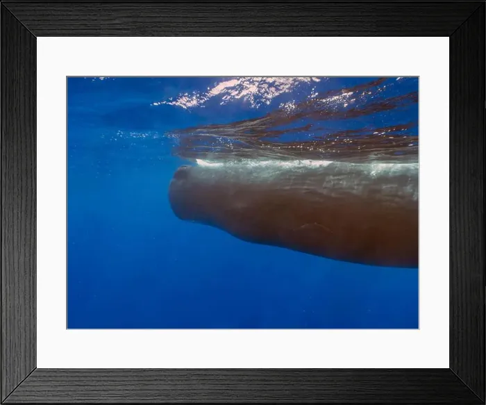 Framed Print : An adult Sperm Whale (Physeter macrocephalus) in the Caribbean Sea Framed Print : An adult Sperm Whale (Physeter macrocephalus) in the Caribbean Sea