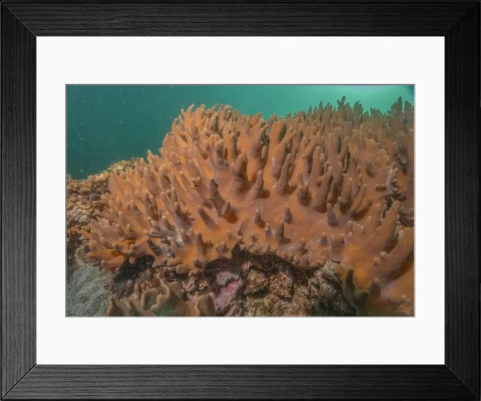 Framed Print : Coral reef and water plants in the Sea of the Philippines Framed Print : Coral reef and water plants in the Sea of the Philippines