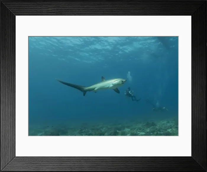 Framed Print : Thresher Shark swimming in the Sea of the Philippines Framed Print : Thresher Shark swimming in the Sea of the Philippines