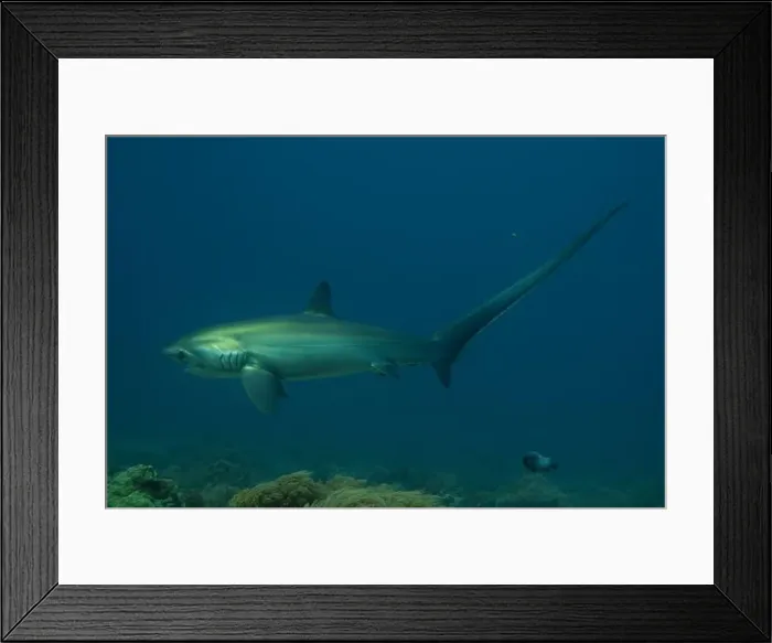 Framed Print : Thresher Shark swimming in the Sea of the Philippines Framed Print : Thresher Shark swimming in the Sea of the Philippines