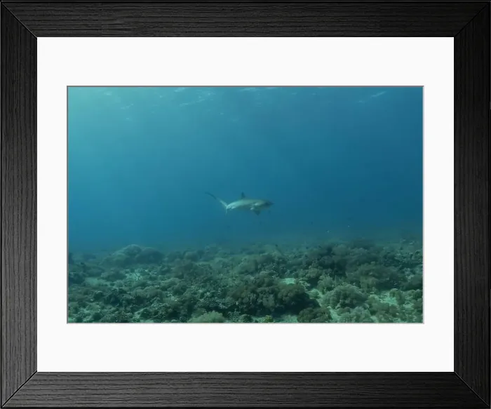 Framed Print : Thresher Shark swimming in the Sea of the Philippines Framed Print : Thresher Shark swimming in the Sea of the Philippines