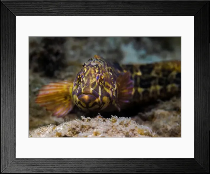 Framed Print : Super klipfish (Clinus superciliosus) with beautiful coloration and pattern on the sea floor facing the camera Framed Print : Super klipfish (Clinus superciliosus) with beautiful coloration and pattern on the sea floor facing the camera