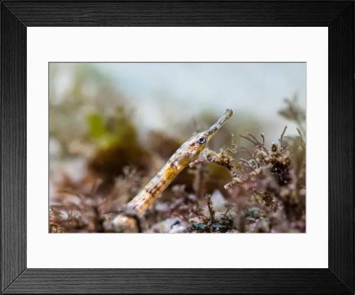 Framed Print : A brown color Longsnout pipefish (Syngnathus temminckii) on the ocean floor sand Framed Print : A brown color Longsnout pipefish (Syngnathus temminckii) on the ocean floor sand