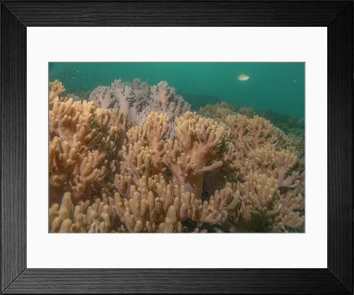 Framed Print : Coral reef and water plants in the Sea of the Philippines Framed Print : Coral reef and water plants in the Sea of the Philippines