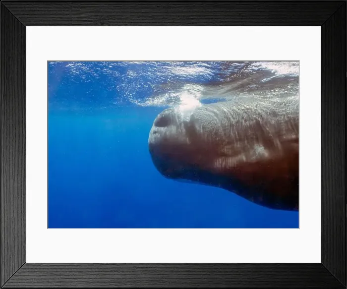 Framed Print : An adult Sperm Whale (Physeter macrocephalus) in the Caribbean Sea Framed Print : An adult Sperm Whale (Physeter macrocephalus) in the Caribbean Sea
