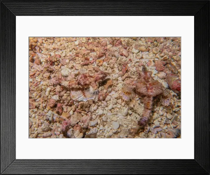 Framed Print : Coral reef and water plants in the Sea of the Philippines Framed Print : Coral reef and water plants in the Sea of the Philippines