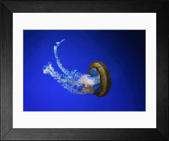Framed Print : Pacific sea nettle, Orange jellyfish or Chrysaora fuscescens swimming in blue water of aquarium tank Framed Print : Pacific sea nettle, Orange jellyfish or Chrysaora fuscescens swimming in blue water of aquarium tank