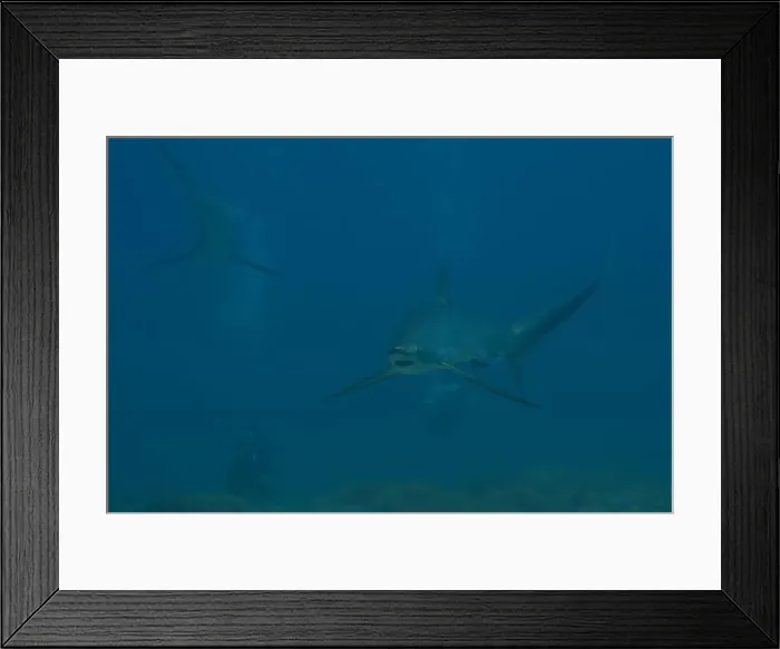 Framed Print : Thresher Shark swimming in the Sea of the Philippines Framed Print : Thresher Shark swimming in the Sea of the Philippines