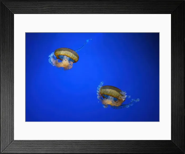 Framed Print : Pacific sea nettle, Orange jellyfish or Chrysaora fuscescens swimming in blue water of aquarium tank Framed Print : Pacific sea nettle, Orange jellyfish or Chrysaora fuscescens swimming in blue water of aquarium tank