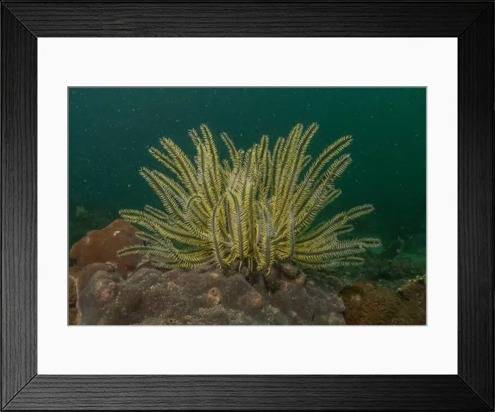 Framed Print : Coral reef and water plants in the Sea of the Philippines Framed Print : Coral reef and water plants in the Sea of the Philippines