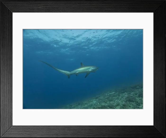 Framed Print : Thresher Shark swimming in the Sea of the Philippines Framed Print : Thresher Shark swimming in the Sea of the Philippines
