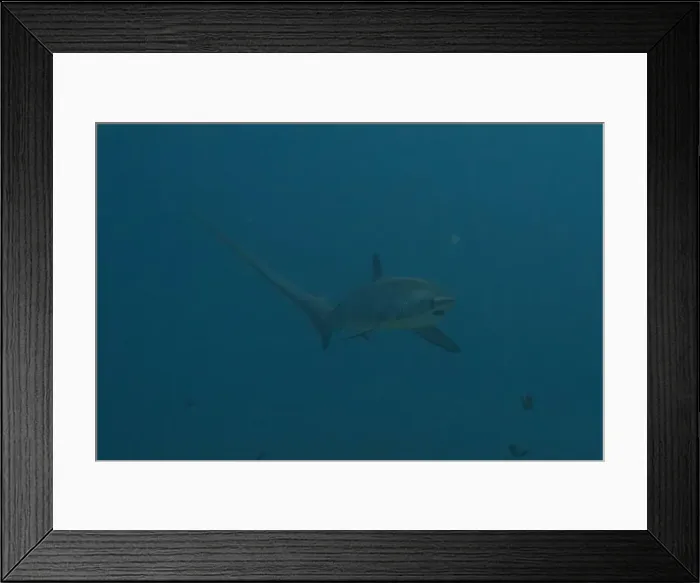 Framed Print : Thresher Shark swimming in the Sea of the Philippines Framed Print : Thresher Shark swimming in the Sea of the Philippines