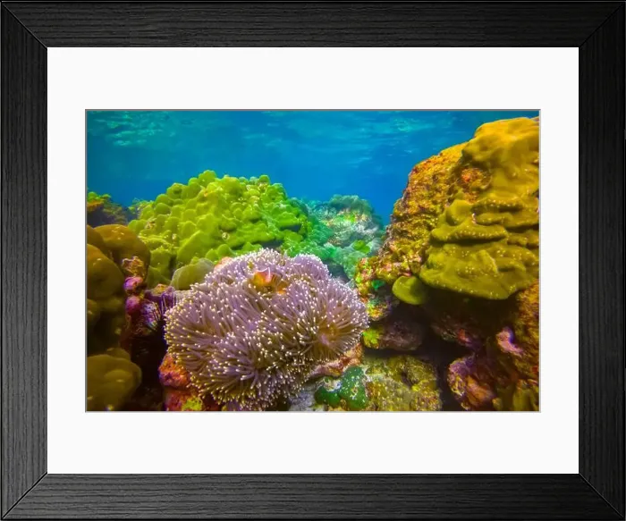Framed Print : Clown fish Amphiprion ocellaris swim black fish in polyps poisonous dangerous anemones in symbiotic neighborhood