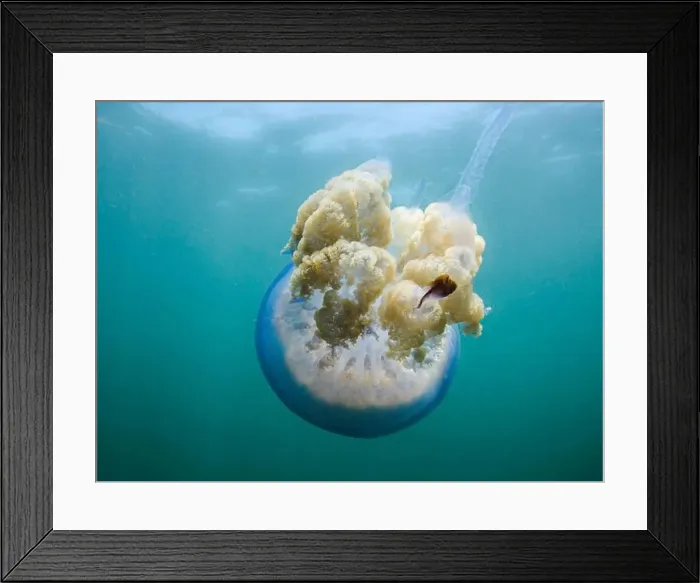Framed Print : Barrel Jellyfish (Rhizostoma pulmo) swimming underwater