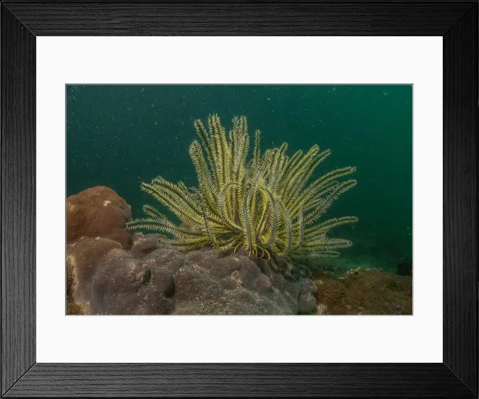 Framed Print : Coral reef and water plants in the Sea of the Philippines Framed Print : Coral reef and water plants in the Sea of the Philippines