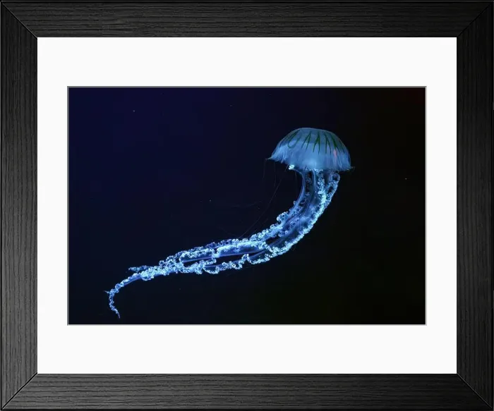 Framed Print : Jellifish South american sea nettle Framed Print : Jellifish South american sea nettle