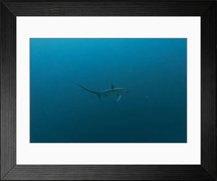 Framed Print : Thresher Shark swimming in the Sea of the Philippines Framed Print : Thresher Shark swimming in the Sea of the Philippines