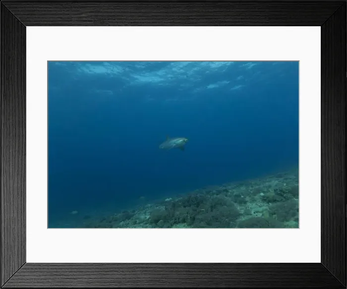 Framed Print : Thresher Shark swimming in the Sea of the Philippines Framed Print : Thresher Shark swimming in the Sea of the Philippines