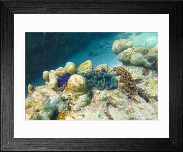 Framed Print : Many blue, turquoise and brown colorful tridacna clams Framed Print : Many blue, turquoise and brown colorful tridacna clams
