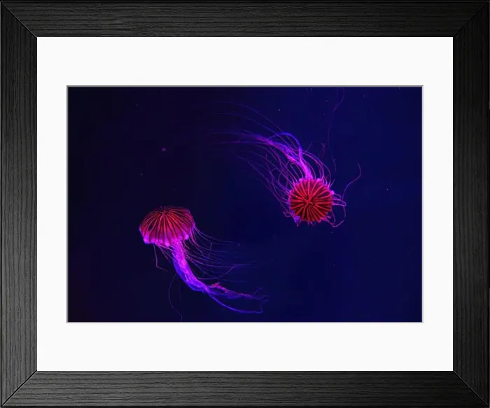 Framed Print : Group of fluorescent jellyfish swimming underwater aquarium pool with red light Framed Print : Group of fluorescent jellyfish swimming underwater aquarium pool with red light