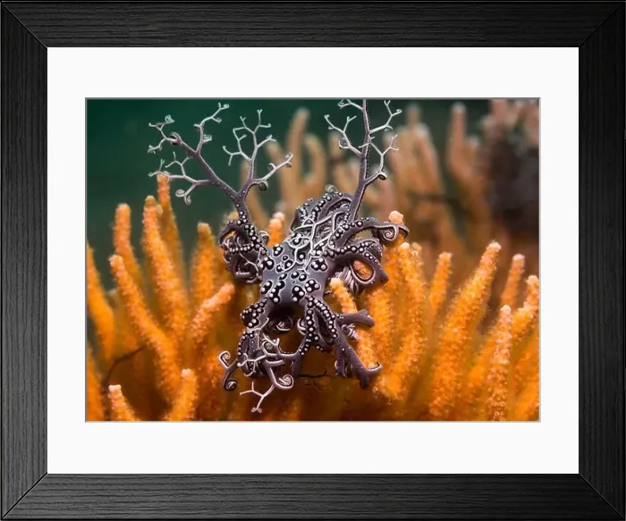 Framed Print : A small Basket star (Astrocladus euryale) sitting on an orange sea fan with some of its arms extended Framed Print : A small Basket star (Astrocladus euryale) sitting on an orange sea fan with some of its arms extended