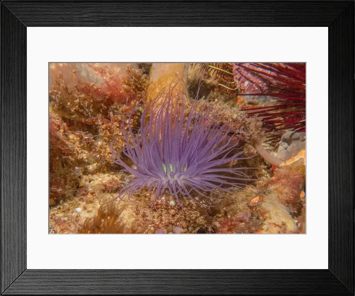 Framed Print : Coral reef and water plants in the Sea of the Philippines Framed Print : Coral reef and water plants in the Sea of the Philippines