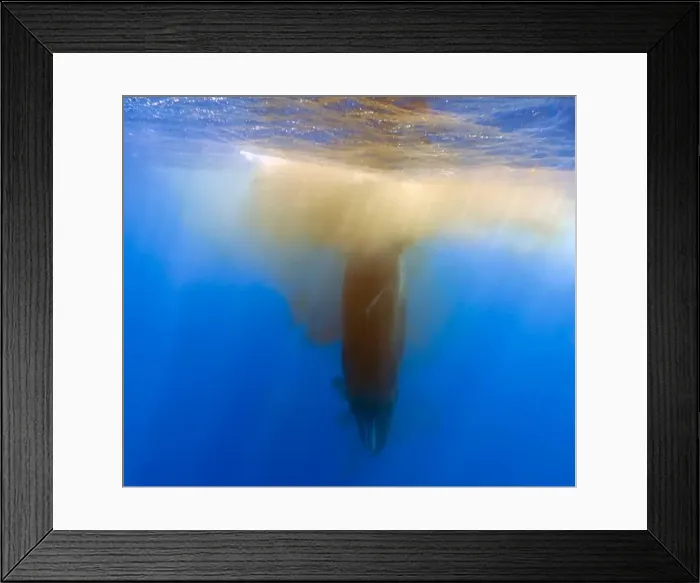 Framed Print : A Sperm Whale (Physeter macrocephalus) releases a fecal plume near the surface in the Caribbean Sea, Dominica Framed Print : A Sperm Whale (Physeter macrocephalus) releases a fecal plume near the surface in the Caribbean Sea, Dominica