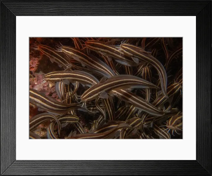 Framed Print : Fish swim in the Sea of the Philippines