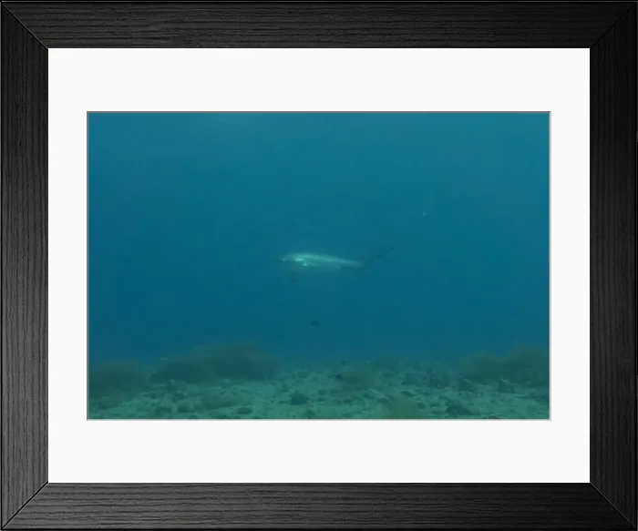 Framed Print : Thresher Shark swimming in the Sea of the Philippines Framed Print : Thresher Shark swimming in the Sea of the Philippines